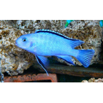 Pseudotropheus Socolofi